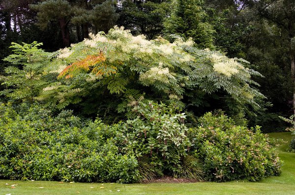 Japanische Arelie (Arelia elata) (Foto:  Hortival Diffusion)