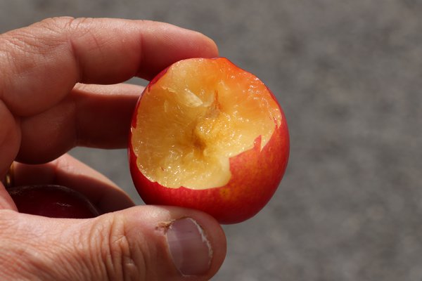 Japanische Pflaume 'Fortune' Prunus salicina 'Fortune'