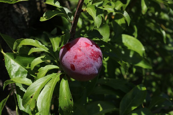 Japanische Pflaume 'Santa Rosa' Prunus salicina 'Santa Rosa'