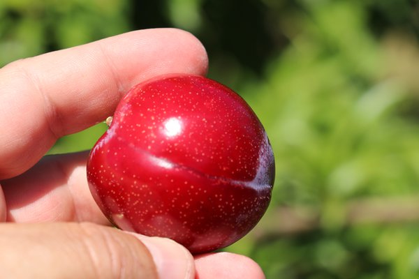 Japanische Pflaume 'Santa Rosa' Prunus salicina 'Santa Rosa'