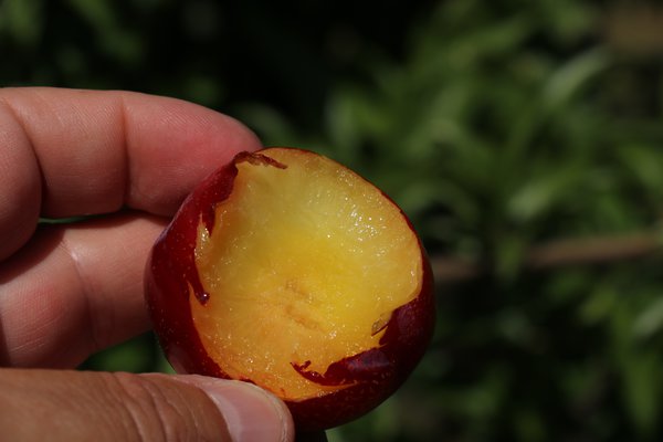 Japanische Pflaume 'Wheeping Santa Rosa', Prunus saliciana