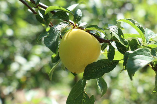 Japanische Pflaume 'Shiro' Prunus salicina 'Shiro'