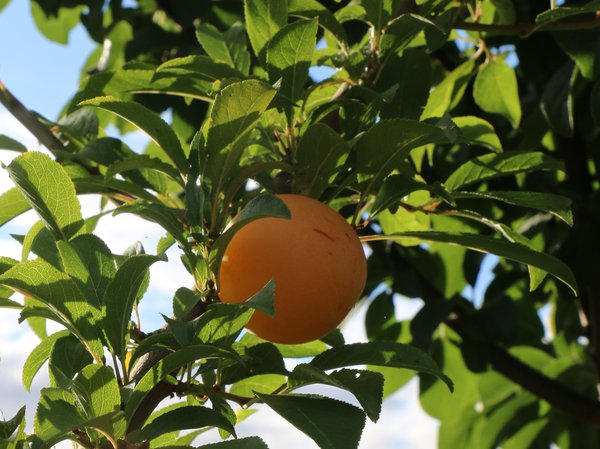 Japanische Pflaume 'TC Sun' Prunus salicina 'TC Sun' 