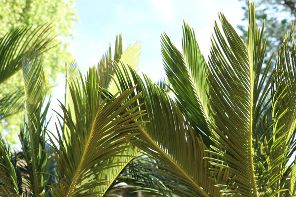 Japanischer Palmfarn, Sagopalmfarn (Cycas revoluta)