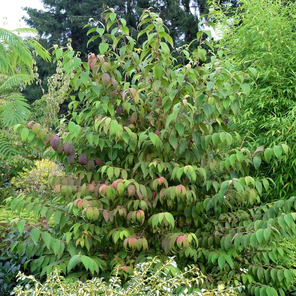 Etagen-Schneeball (Viburnum plicatum KILIMANDJARO SUNRISE)