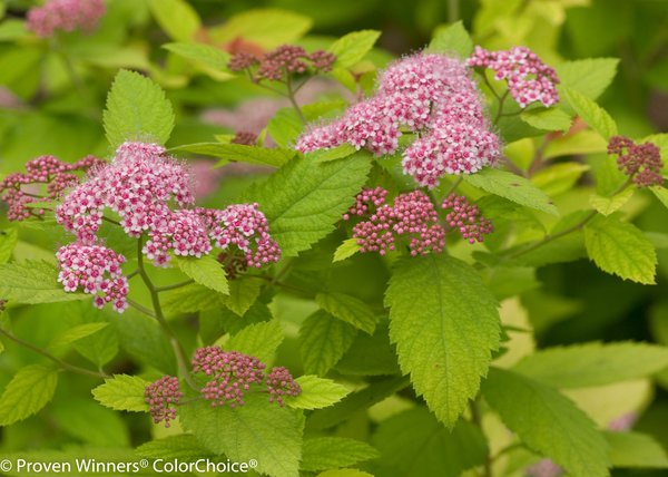 Japanischer Spierstrauch 'Double Play Big Bang' (Spiraea japonica)