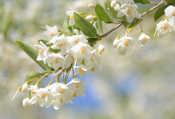 Japanischer Storaxbaum 'Fragrant Fountain' (Styrax japonicus 'Fragrant Fountain')