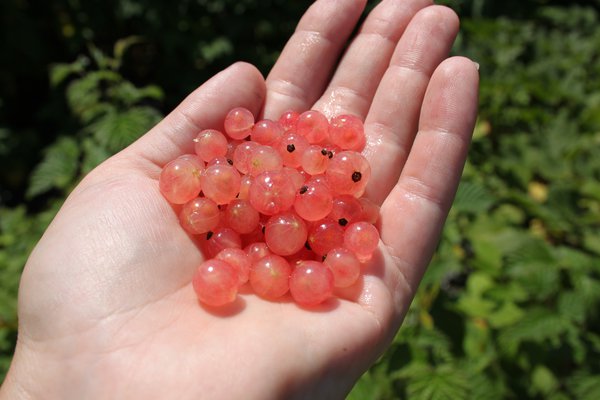 Garten Sie bringen Sorten Johannisbeeren Ihren - in Farbe