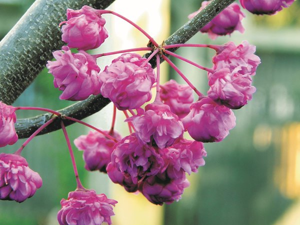 Kanadischer Judasbaum 'Pink Pom Poms', Cercis canadensis 'Pink Pom Poms'