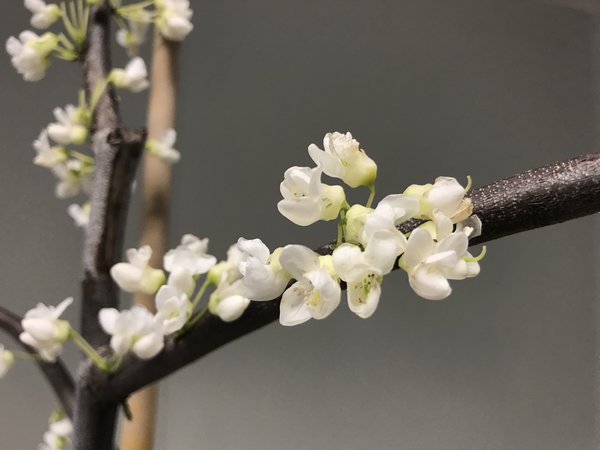 Kanadischer Judasbaum 'Vanilla Twist' (Cercis canadensis 'Vanilla Twist') Kanadischer Judasbaum 'Vanilla Twist' (Cercis canadensis 'Vanilla Twist')