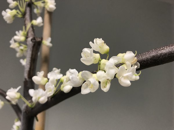 Kanadischer Judasbaum 'Vanilla Twist' (Cercis canadensis 'Vanilla Twist')