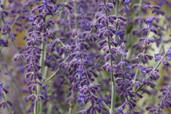 Perovskia 'Blue Little Spire' 