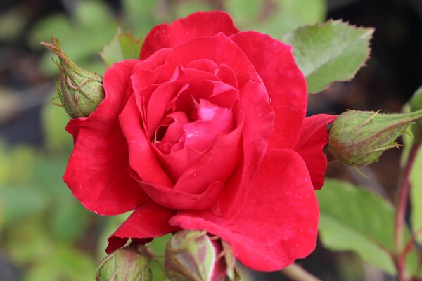 Kletterrose 'Gruss an Heidelberg'