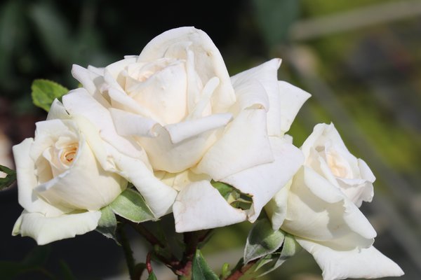 Kletterrose Ilse Krohn Superior