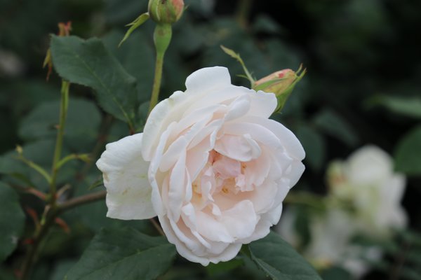 Kletterrose Madame Alfred Carrière Kletterrose Madame Alfred Carrière