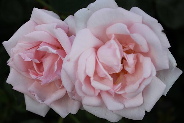 Kletterrose 'New Dawn'