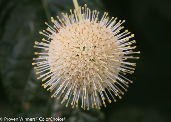 Knopfbusch 'Sugar Shack' (Cephalanthus occidentalis 'Sugar Shack'