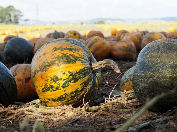 Krbis 'Gleisdorfer lkrbis' Cucurbita pepo 'Gleisdorfer lkrbis'