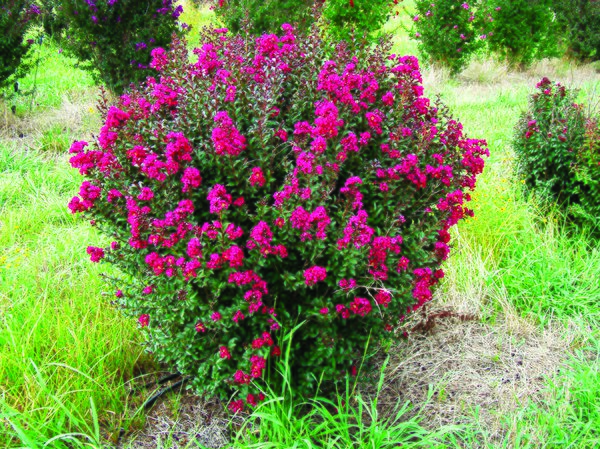 Lagerstroemia indica 'Double Feature'