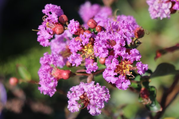 Lagerstroemie, Kreppmyrte 'Pecharmant' (Lagerstroemia indica 'Pecharmant') Lagerstroemie, Kreppmyrte 'Pecharmant' (Lagerstroemia indica 'Pecharmant')