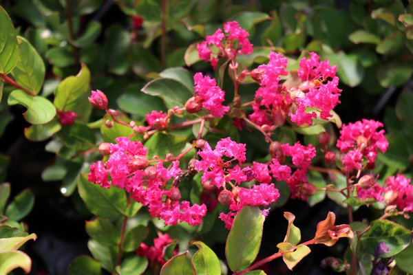 Lagerstroemie, Kreppmyrte 'Perigord Pourpre' (Lagerstroemia indica 'Perigord Pourpre')