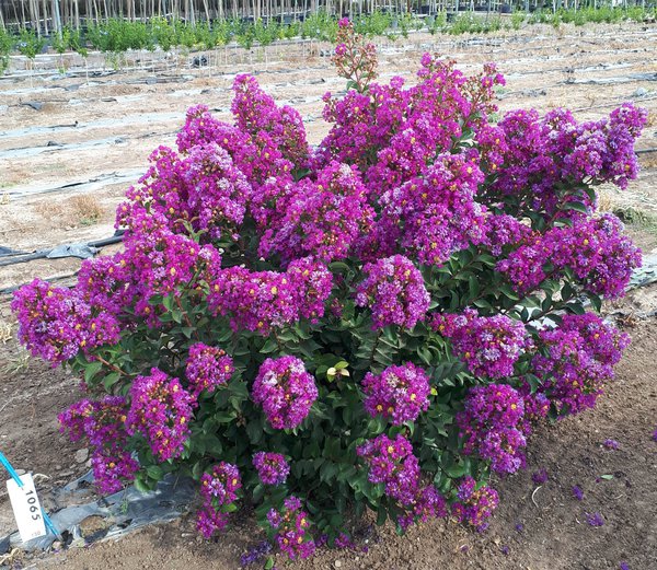 Lagerstroemia 'Purple Star'