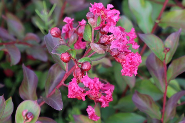 Lagerstroemie, Kreppmyrte 'Red Imperator' (Lagerstroemia indica 'Red Imperator')