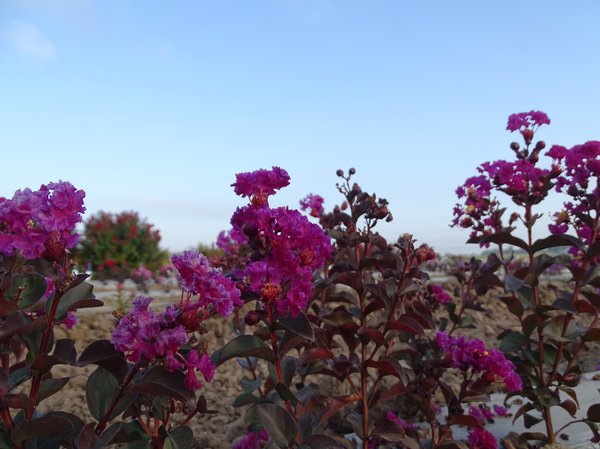 Lagerstroemia 'Rhapsody in Blue'