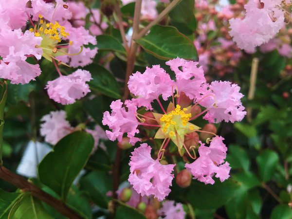 Lagerstroemie, Kreppmyrte 'Soir d'été' (Lagerstroemia indica 'Soir d'été) Lagerstroemie, Kreppmyrte 'Soir d'été' (Lagerstroemia indica 'Soir d'été)