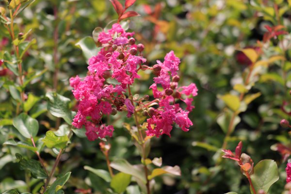 Lagerstroemie, Kreppmyrte 'Yang Tse' (Lagerstroemia indica 'Yang Tse')