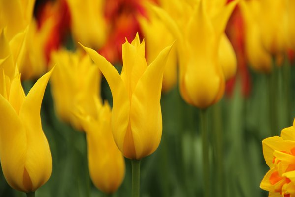 Lilienbltige Tulpe 'Flashback', Tulipa 'Flashback'