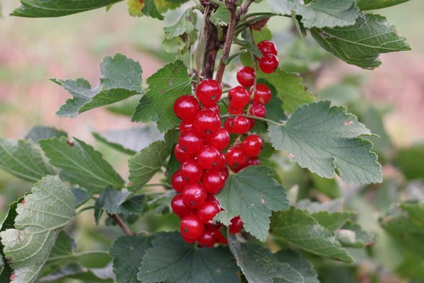 Lowberry Rote Johannisbeere, Zwergjohannisbeere Ribiseli Rotelli Ribes rubrum Lubera