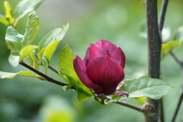 Magnolie 'Genie', Magnolia