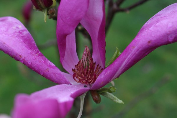 Magnolie 'Susan' Zierstämmchen Magnolie 'Susan' Zierstämmchen