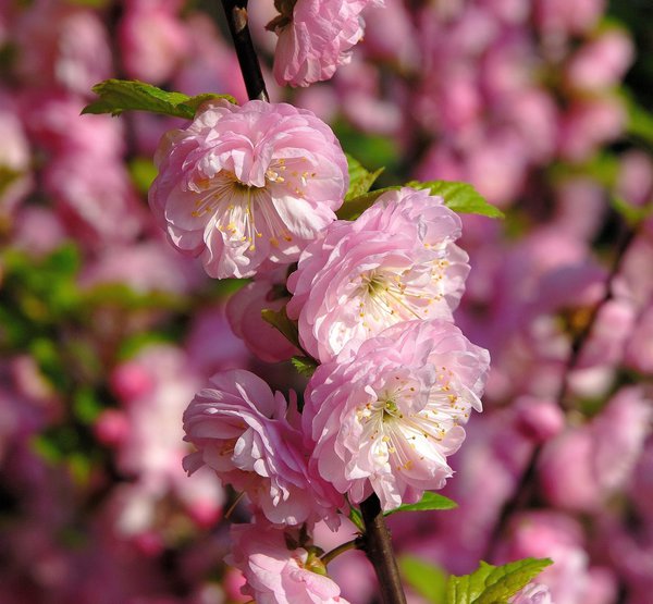 Maldelstrauch Prunus triloba