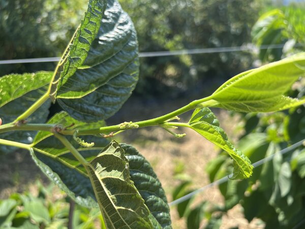 Maulbeere 'One Million', Morus alba