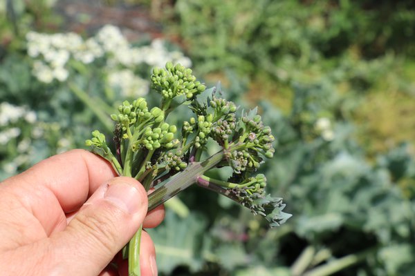 Meerkohl 'Caramba Blue', Crambe maritima 'Caramba Blue' - Brokkoli