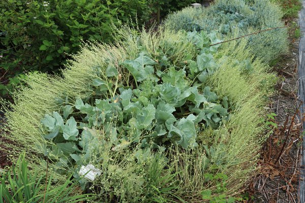 Meerkohl 'Caramba Green', Crambe maritima 'Caramba Green' - Pflanze