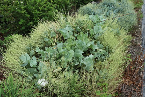 Meerkohl 'Caramba Green', Crambe maritima 'Caramba Green' - Pflanze Meerkohl 'Caramba Green', Crambe maritima 'Caramba Green' - Pflanze