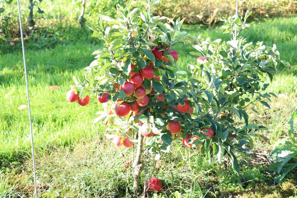 Äpfel gesund Mini-Apfelbaum Maloni Lowfruit Gullivers Lubera