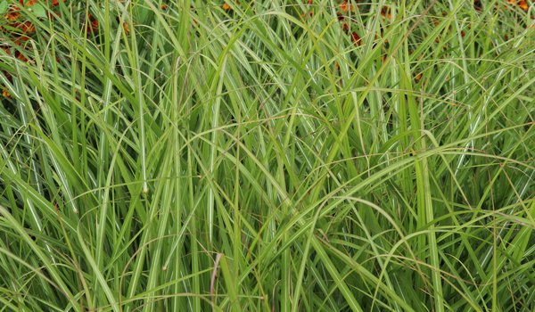 Miscanthus sinensis 'Ferner Osten' Lubera