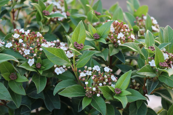 Pflanzen die im Winter blühen Lubera Viburnum tinus Eve Price Mittelmeer-Schneeball