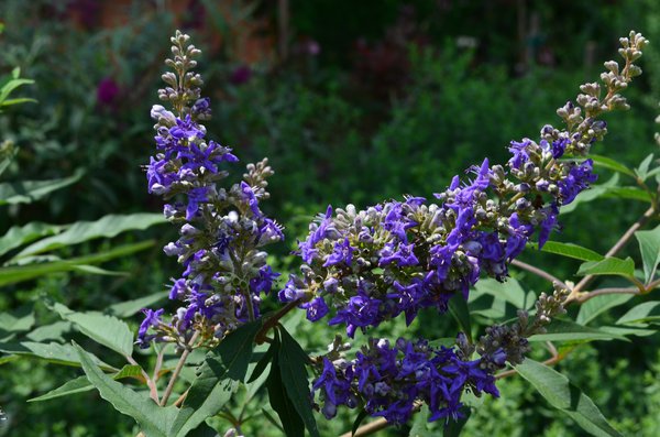 Vitex agnus-castus Delta Blues