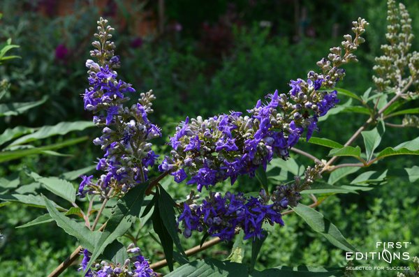 Mnchspfeffer 'Delta Blues' Vitex agnus-castus 'Delta Blues'