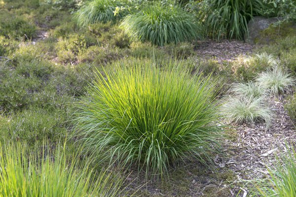 Molinia caerulea 'Rotschopf' Moor-Pfeifengras 'Rotschopf'