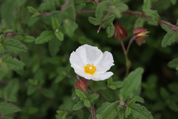 Montpellier Zistrose Cistus monspeliensis