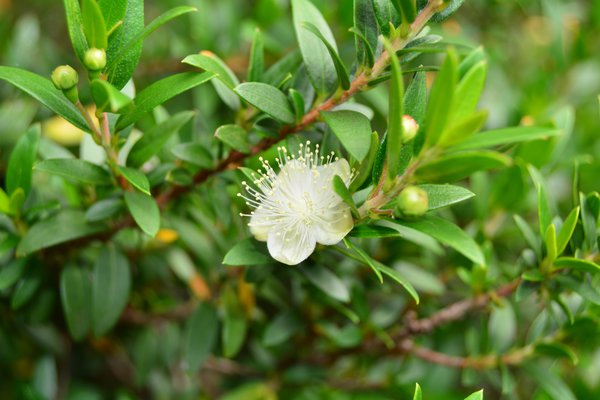 Myrte, Brautmyrte Microphylla (Myrtus communis 'Microphylla')