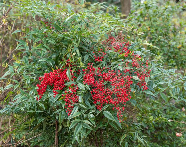 NoPR_Himmelsbambus, Nandina domestica