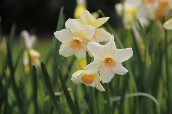 Narcissus 'Bell Song'