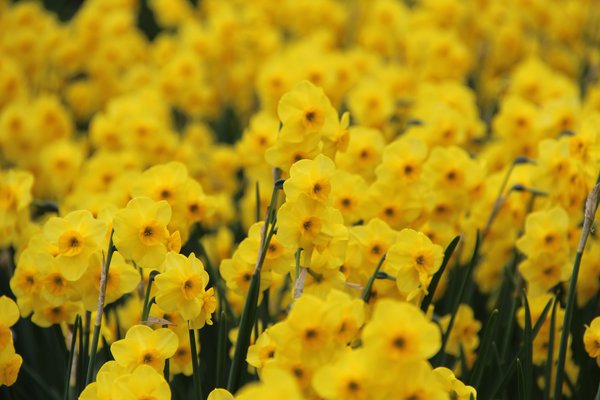 Narcissus 'Kokopellii'